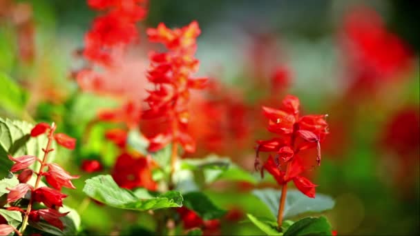 Flores e plantas brilhantes . — Vídeo de Stock