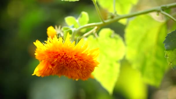 Slunečnicový květ — Stock video