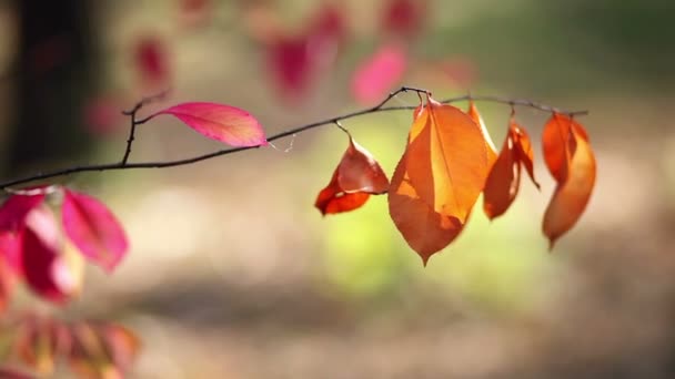 Червоне листя в дереві — стокове відео