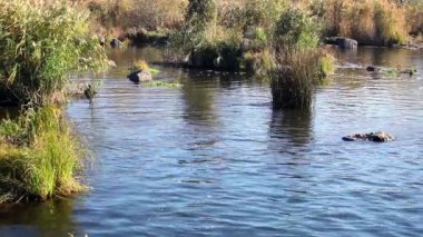 Nehrin bir sopa ve taşlar