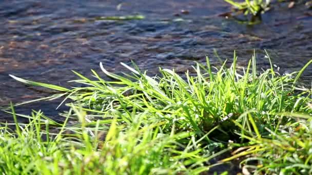 ストリームのすぐに現在の水と草します。サウンド. — ストック動画