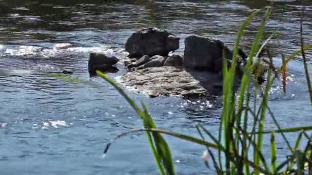 Curso de agua con una piedra yaciendo en ella — Vídeo de stock