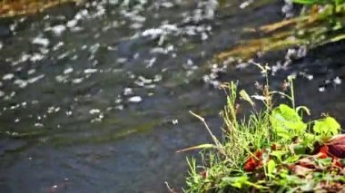 yaprakları ve bir açıyla akan bir dere ile yeşil çimen