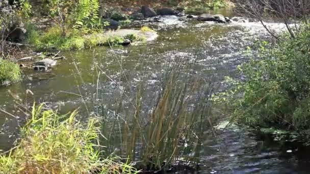 Препятствие в реке из камней — стоковое видео
