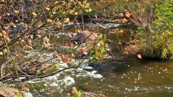 Branch of a tree at the river. A landscape — Stock Video