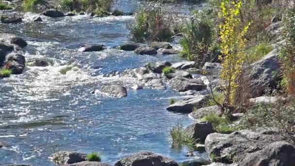 El río con un árbol amarillo en tierra — Vídeos de Stock