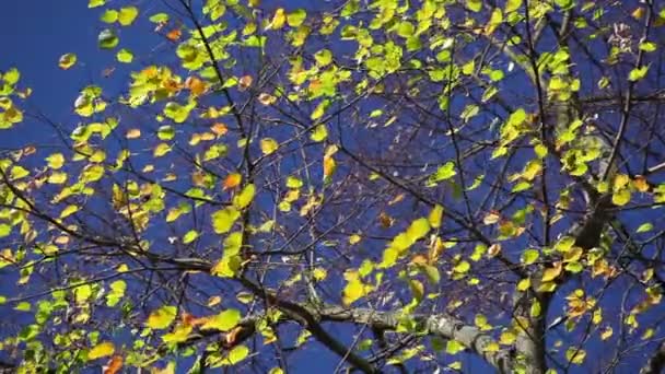 Corona di un albero contro il cielo blu — Video Stock