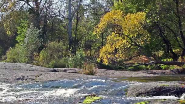 Der Fluss im Herbst mit einem gelben Baum im Vordergrund — Stockvideo