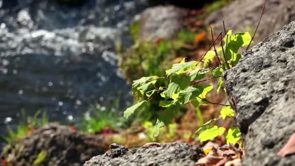 Молоде дерево на камені на березі річки — стокове відео