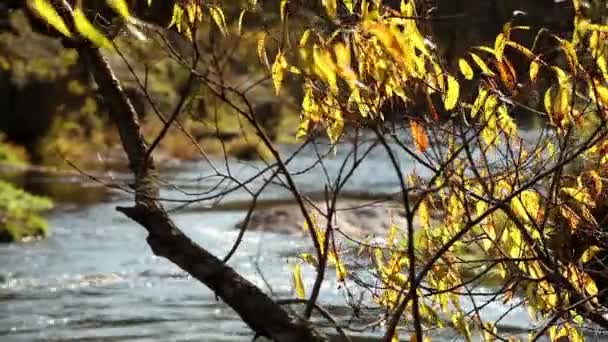 Kind on the river through a bright yellow tree — Stock Video