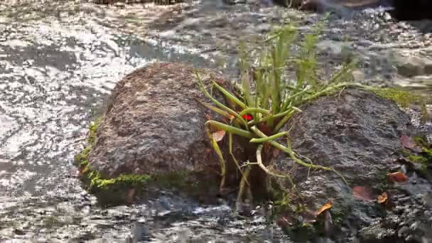 Два камені у воді з рослиною посередині — стокове відео