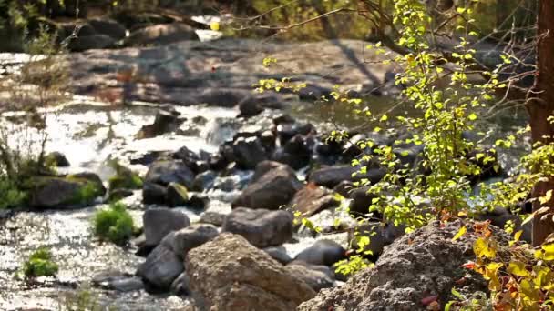 Paisaje fluvial con un árbol amarillo y el río en degradación — Vídeos de Stock