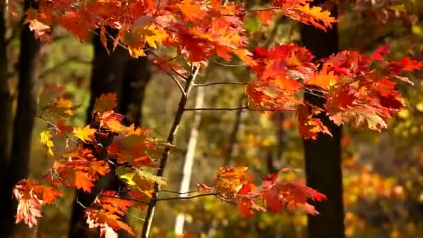 Árbol, brote, joven, uno, cabeza, hojas, verde, viento, balanceo, en gran parte, piedras, vida, río, costa, hierba, naturaleza, degradación, paisaje, brillo — Vídeo de stock