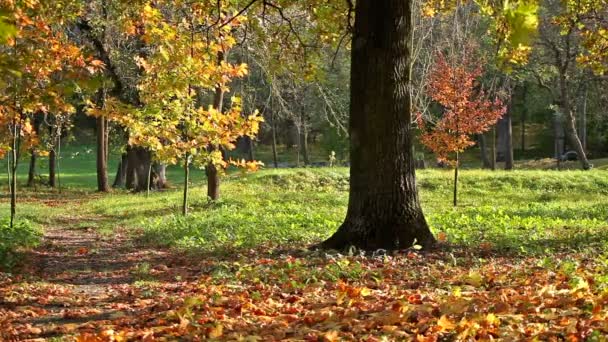 Wood autumn landscape with a footpath and the big tree — Stock Video