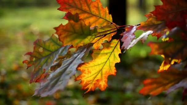 Yellow sheet of an oak in the autumn — Stock Video