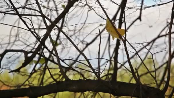 La hoja amarilla que se ha confundido en las ramas — Vídeos de Stock
