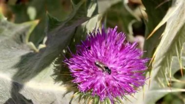 Arı tüylerimi diken diken üstünde kırmızı bir çiçek