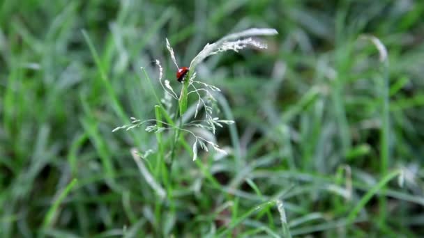 Der Marienkäfer kriecht auf einem Gras — Stockvideo