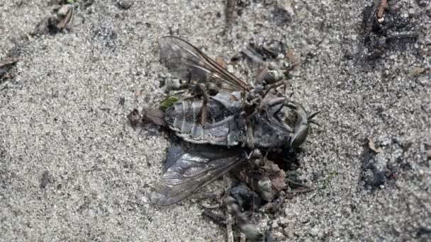 Les fourmis traînent une mouche — Video