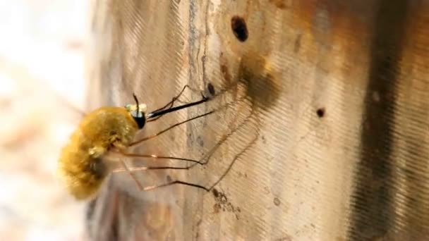 Voler avec de longues pattes recherche de repas et vagues ailes — Video