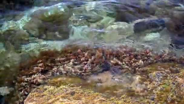 Gelombang berjalan di atas batu dengan rumput laut — Stok Video
