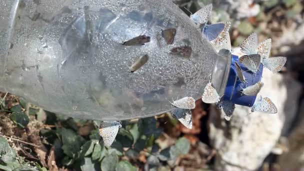 Papillons rampent sur une bouteille en plastique — Video