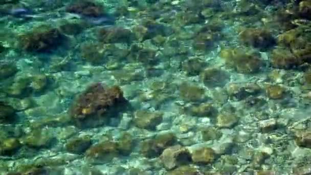 Морская вода красиво заливается и блестит — стоковое видео