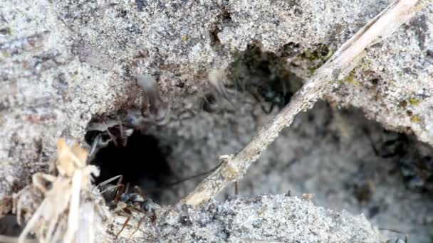 Το μυρμήγκι σέρνεται σε ένα τίναγμα λουλούδι. μακροεντολή — Αρχείο Βίντεο