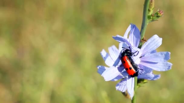 Beetle on a flower — Stock Video