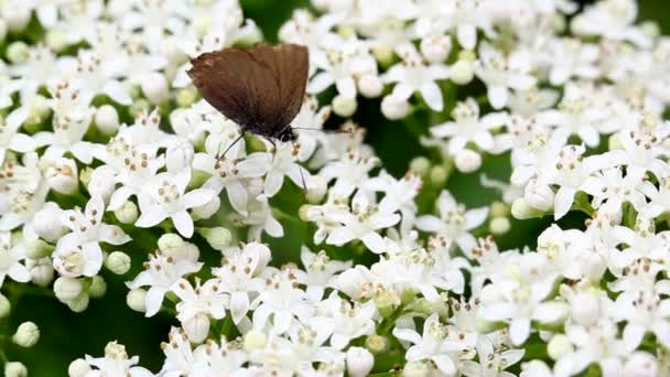 Бабочка на белом цветке — стоковое видео