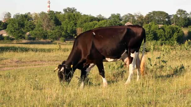 Тёмную корову пасут на лужайке — стоковое видео