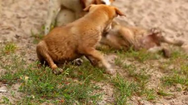 sokak köpekleri oynamak