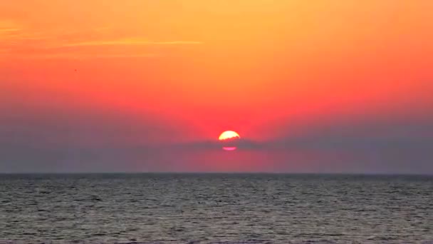 El sol brilla sobre las hojas verdes.Time lapse — Vídeos de Stock