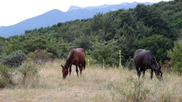 Δύο άλογα είναι που χρησιμοποιούνται για βοσκή σε λιβάδια του βουνού — Αρχείο Βίντεο