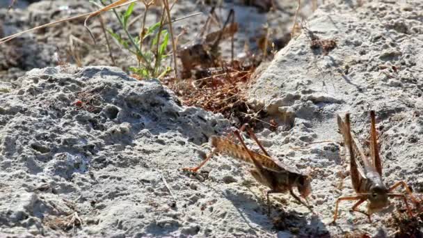 Gräshoppor äter brödsmulor — Stockvideo