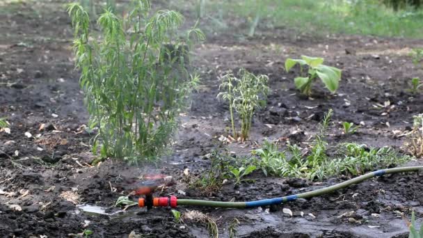 La manguera de aspersión salpica el agua — Vídeos de Stock