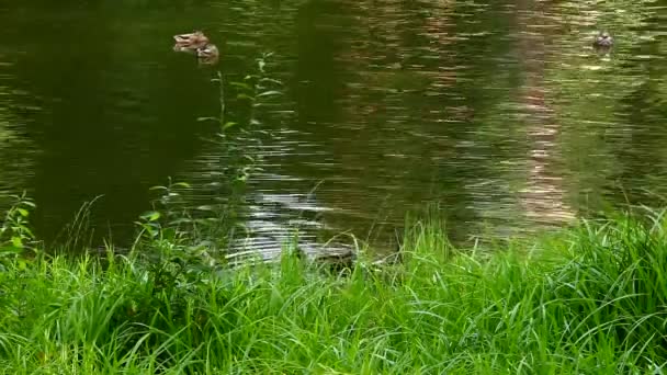 Wybrzeże jeziora z trawy i kaczki — Wideo stockowe