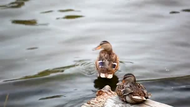 Två ankor ren fjädrar i sjön — Stockvideo