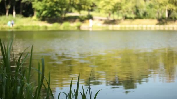 Meer met een gras en silhouetten van mensen — Stockvideo