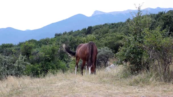 Het paard is geweid op een berg weiland — Stockvideo