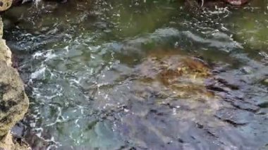 Bu konuda mücadele dalgalar ile Sahil