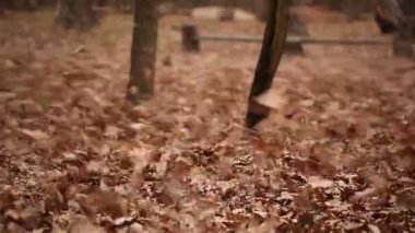 yaprak ve tezgah siluet sonbahar rüzgarıyla. manzara