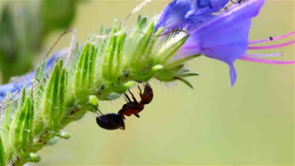 A formiga se arrasta em uma flor tremendo. Macro — Vídeo de Stock