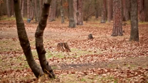 O vento vira folhas em madeira no outono — Vídeo de Stock