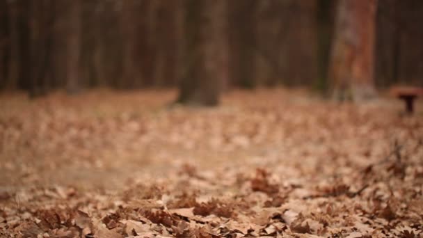 Autumn wind with leaves and a bench silhouette. landscape — Stock Video