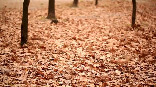 Parque y vuelo hojas de otoño . — Vídeo de stock