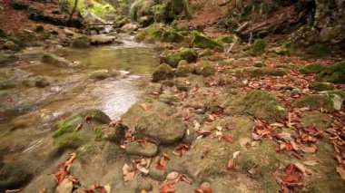 dağ nehir kıyısında yakın çekim