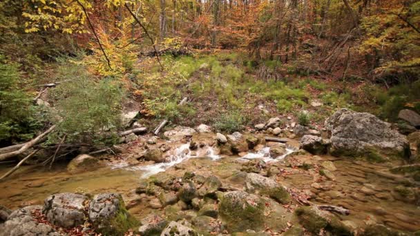 Arroyo en madera de otoño brillante. Un paisaje — Vídeos de Stock