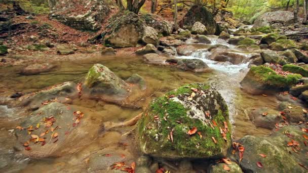 The mountain river in the autumn and turned yellow wood — Stock Video