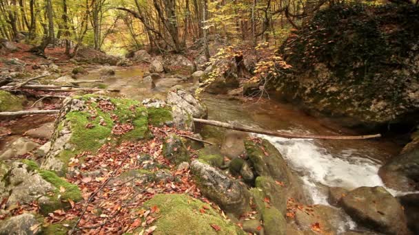 Pedra que adquiriu um musgo, e o rio de montanha — Vídeo de Stock